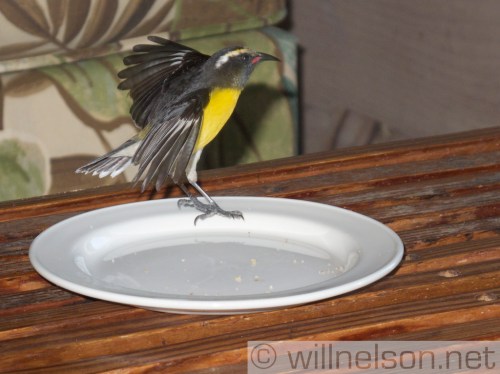 honeymoon-antigua-1075